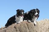 BORDER COLLIE 163